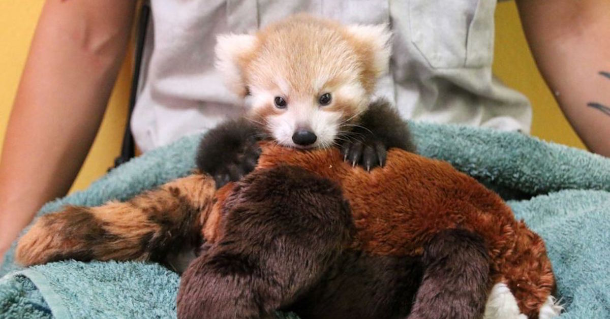 taronga-zoo-red-panda-cub-thumbnail