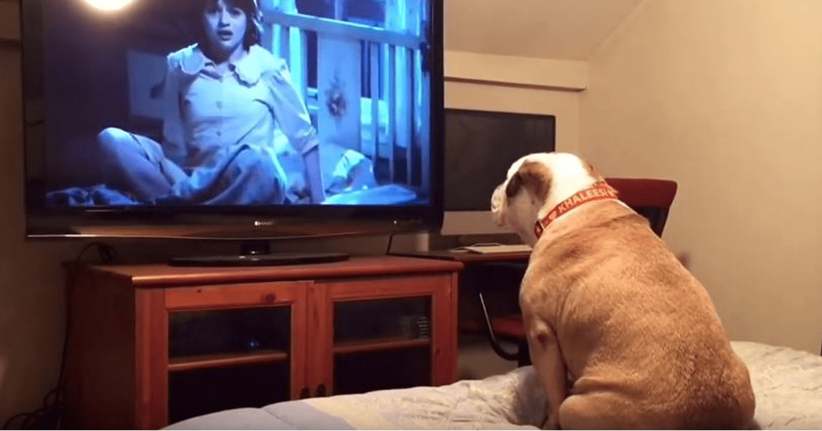 dog-watches-horror-movie-khaleesi-fb